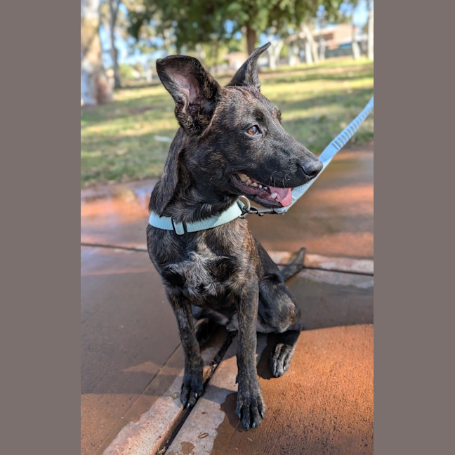 Photo of Koda