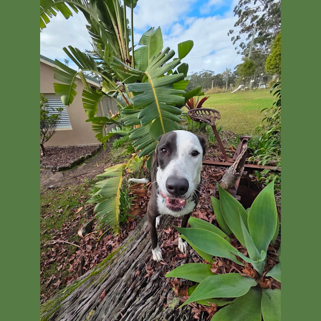 Photo of Diesel