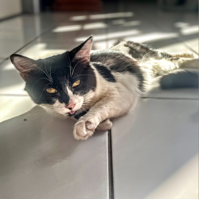 Photo of Echo