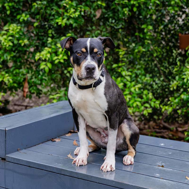 Photo of Patches