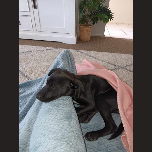 Photo of Ollie