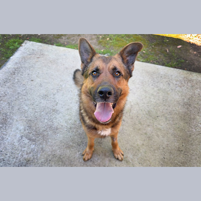 Photo of Diesel