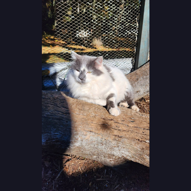 Photo of Bolt