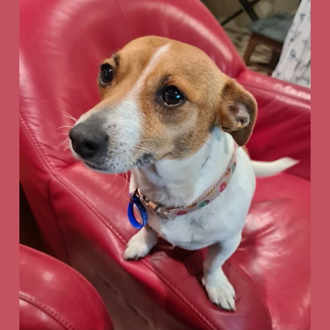 Photo of Skye   4 Year Old Jack Russell Terrier (Trial)