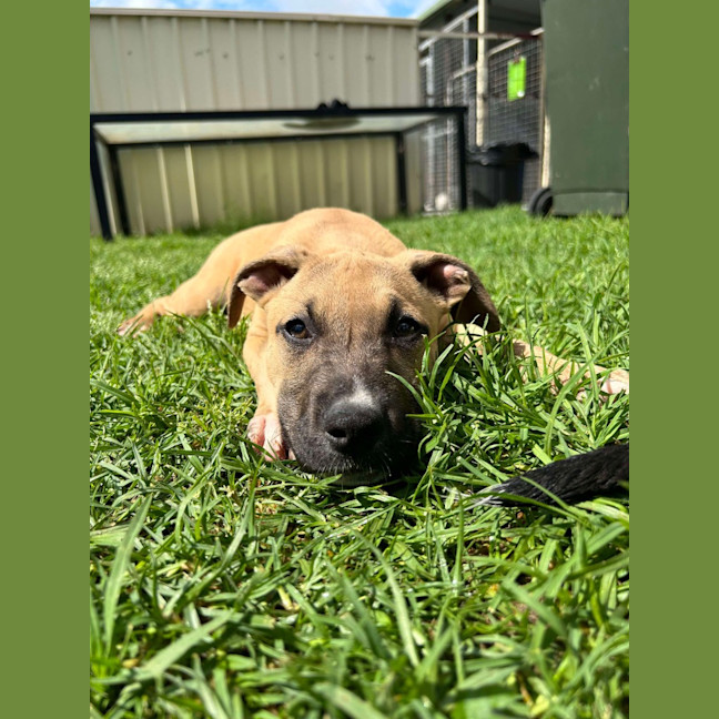 Photo of Sage