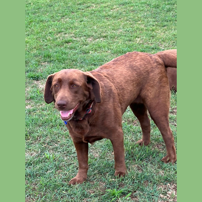 Photo of Gigi   4 Year Old Labrador