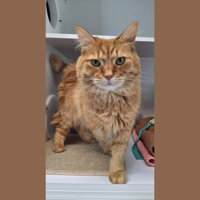 Photo of Marmalade