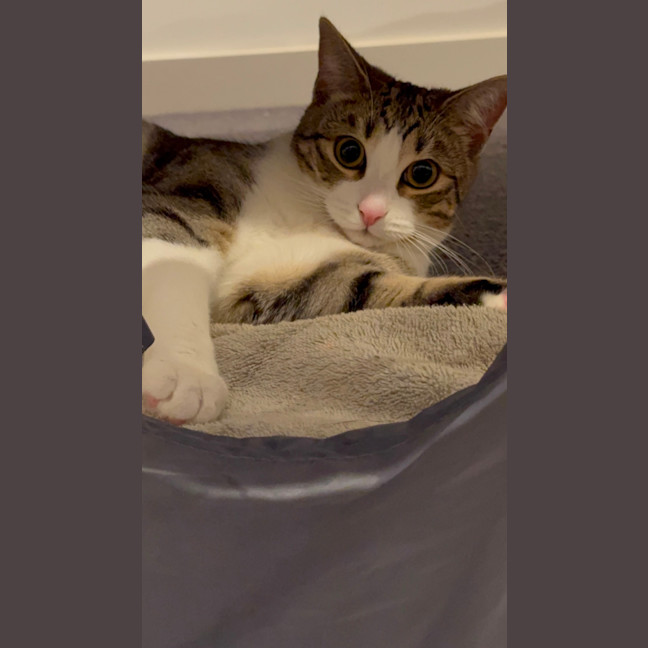 Photo of Artemis & Apollo