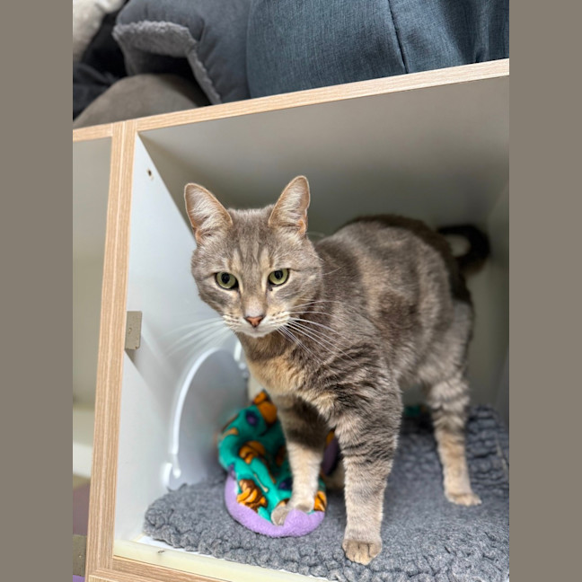 Photo of 💘 Ziggy 6642 💘