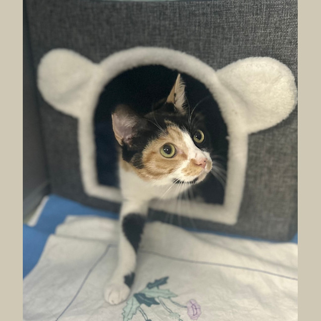 Photo of Pixie