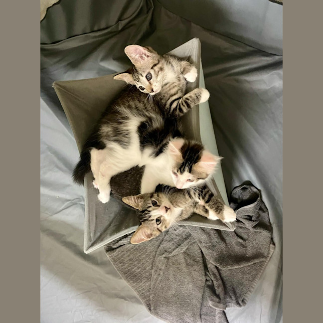 Photo of Shy