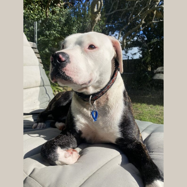 Photo of Hugo