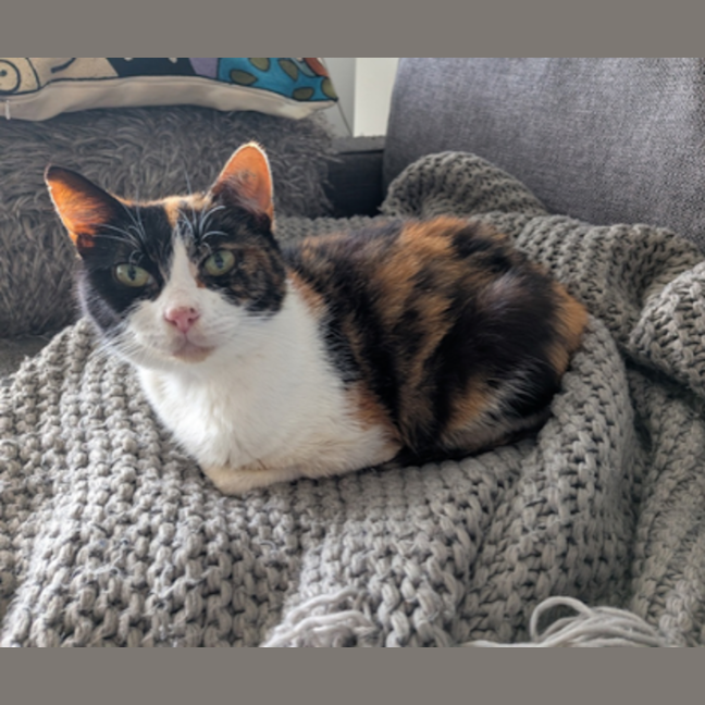 Photo of Petunia