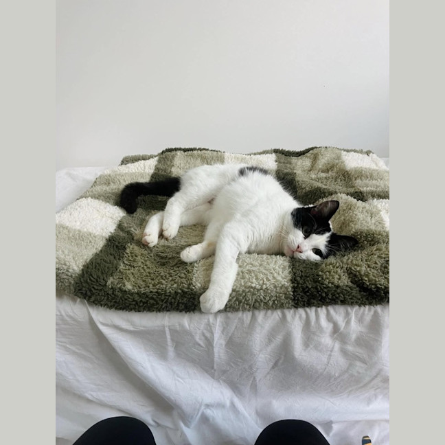 Photo of Moo