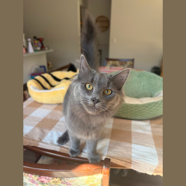 Photo of Basil