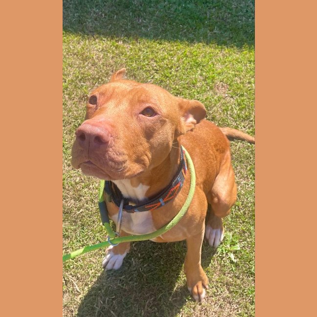 Photo of Blaze