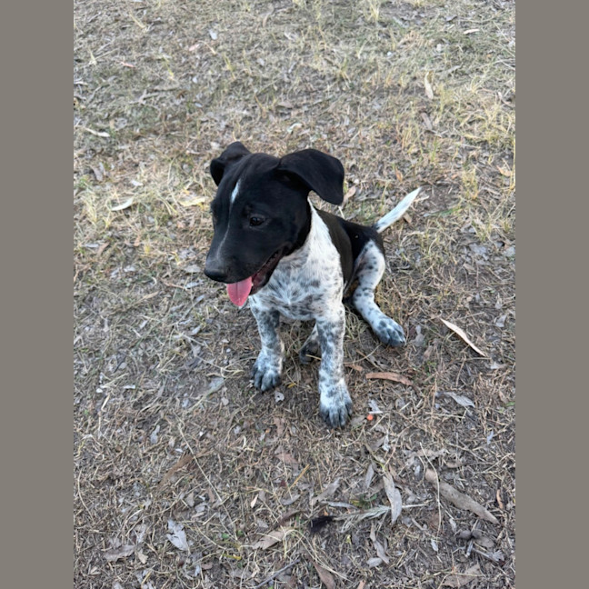 Photo of Rossi (Bessie's Puppy)