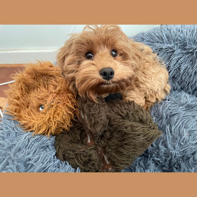 Photo of Darcy