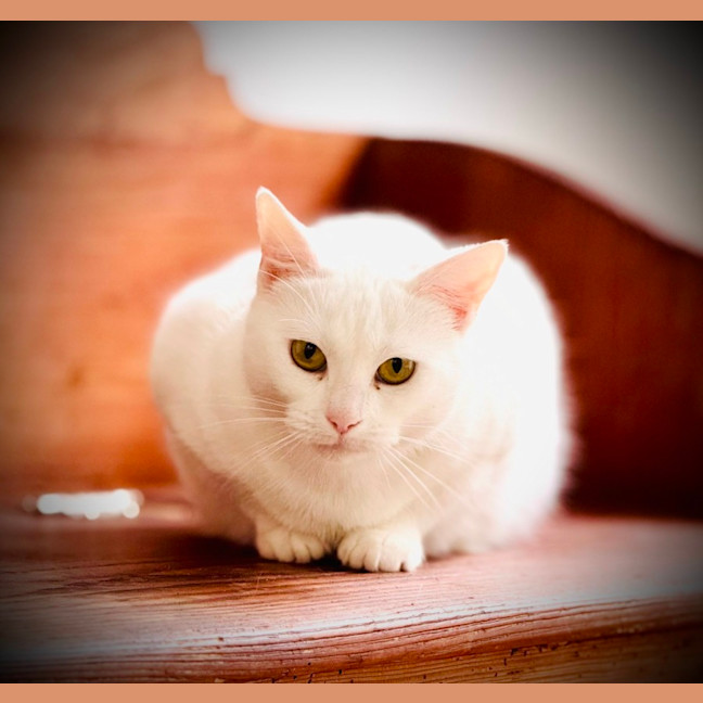 Photo of Antoinette And Angelique