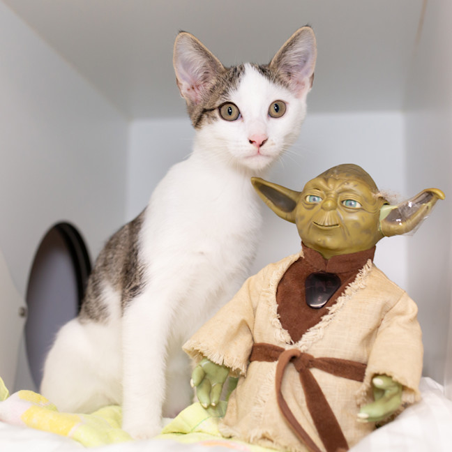 Photo of Ben Solo