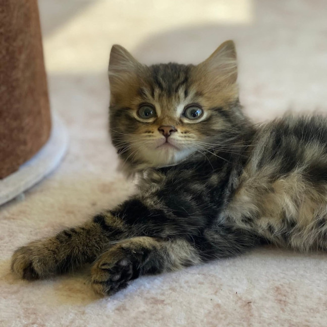 Photo of Guppy