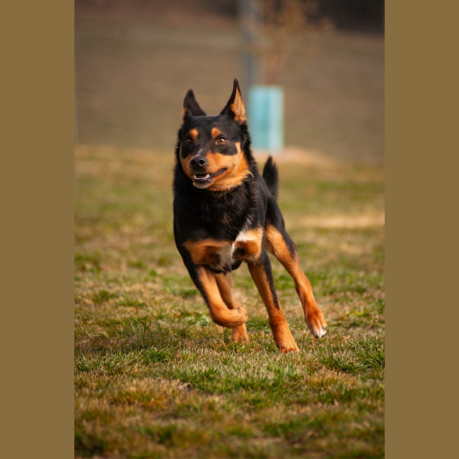 Photo of Bandit