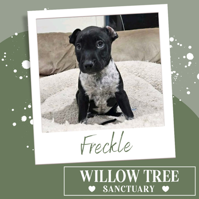 Photo of Freckle