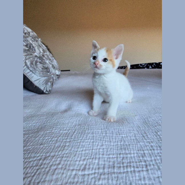Photo of Butterscotch