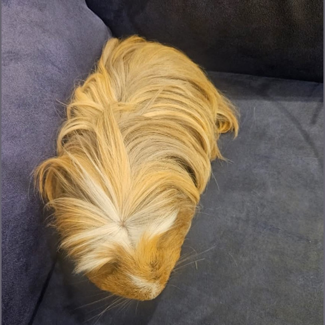 Photo of Blondie