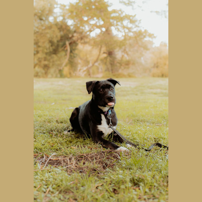 Photo of Shadow