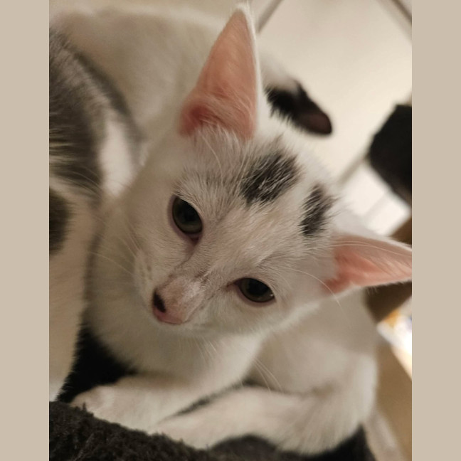 Photo of Daisy 