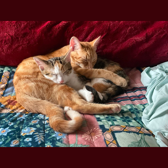 Photo of Tigger