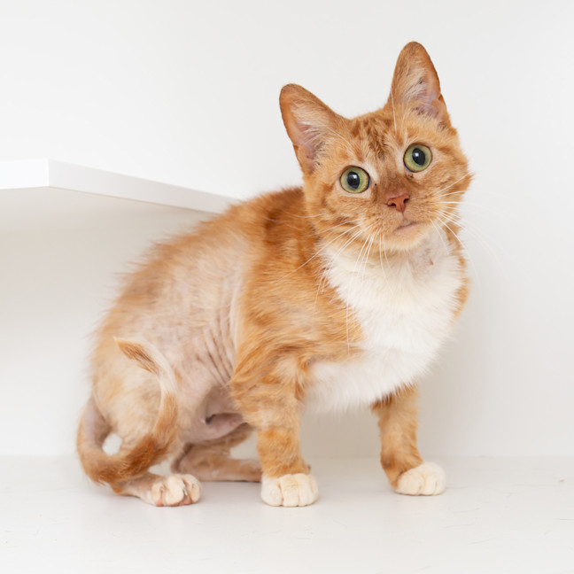 Photo of Marmalade (Previously Skipper)