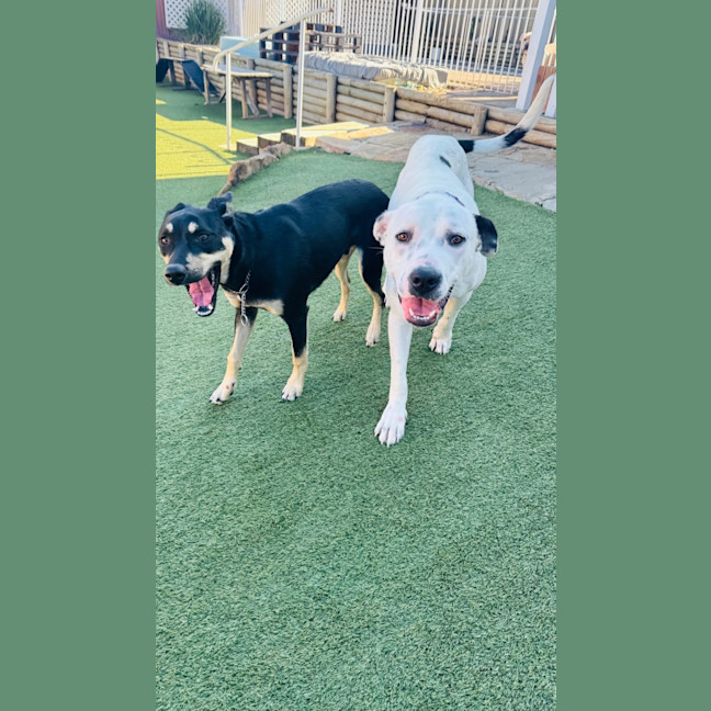 Photo of Spot 