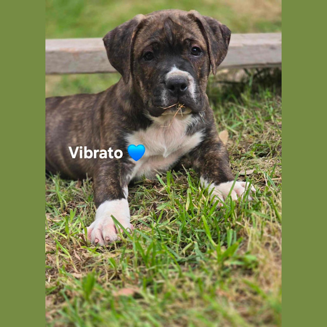 Photo of Violins Babies 🎻🐶