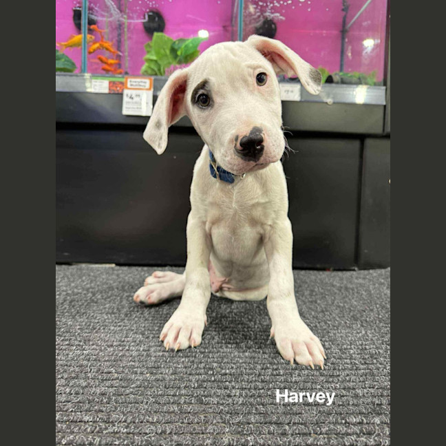 Photo of Harvey