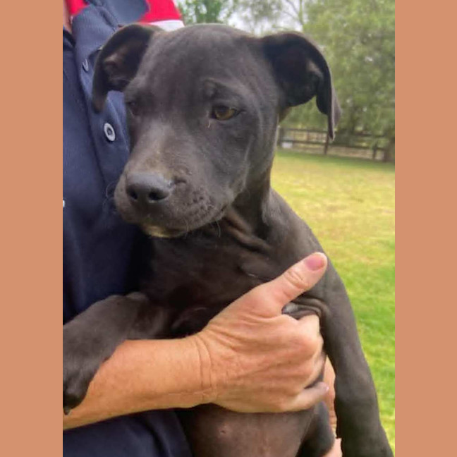 Photo of Louie ~ Staffy X Beagle Puppy