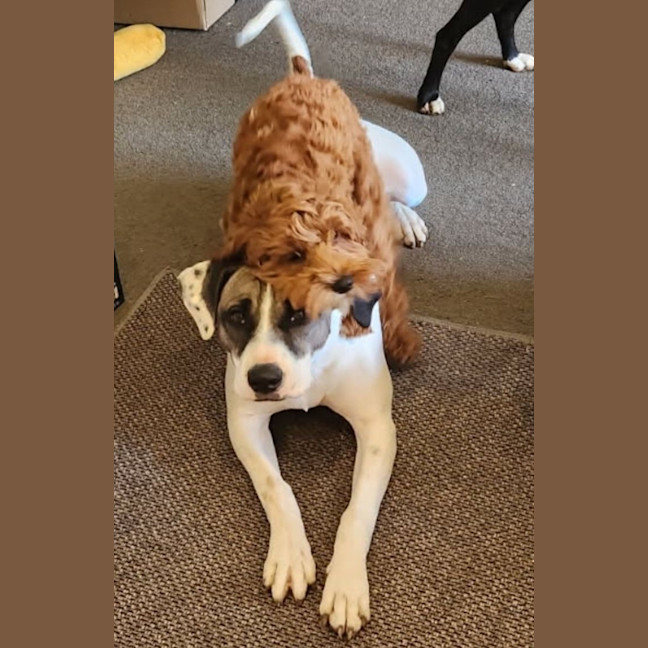 Photo of Lucy