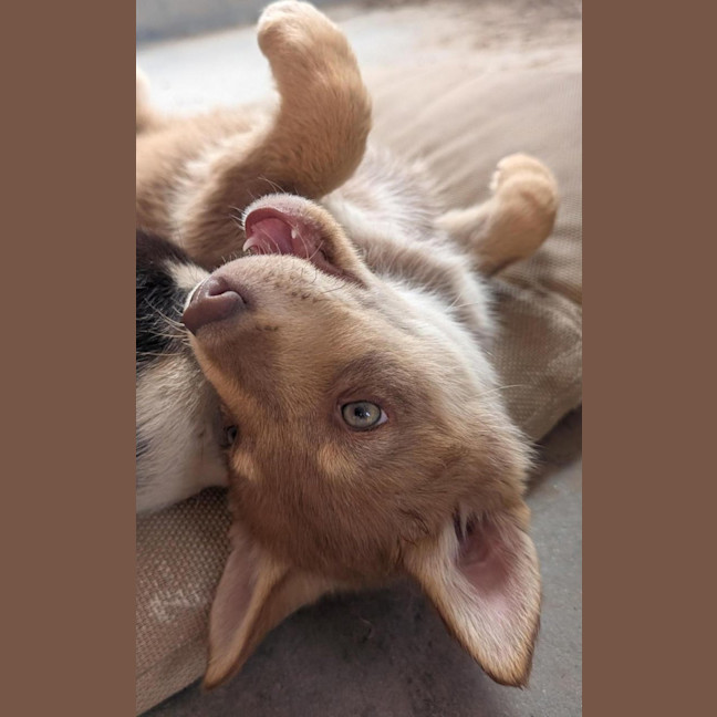 Photo of Scout (Nash)