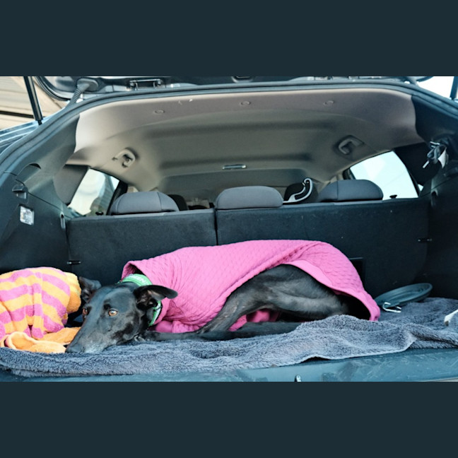 Photo of Haribo   7 Year Old Greyhound 