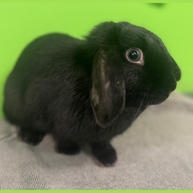 Photo of Daisy