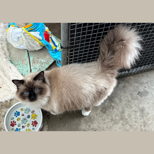 Photo of William Wallace