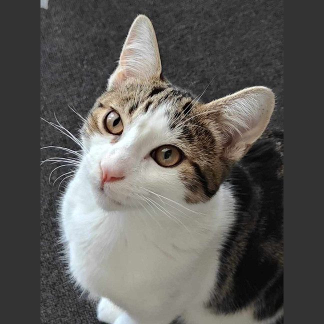 Photo of Amber