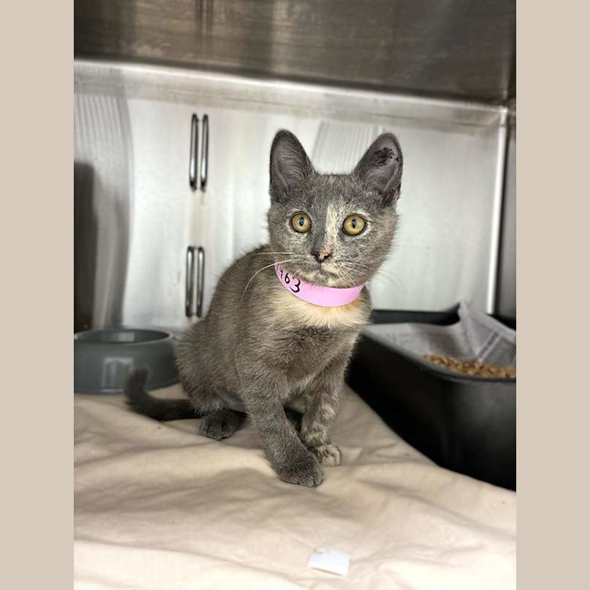 Photo of Ember