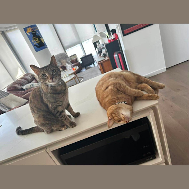 Photo of Lulu (+ Lucy)