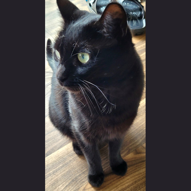 Photo of Sara & Marley