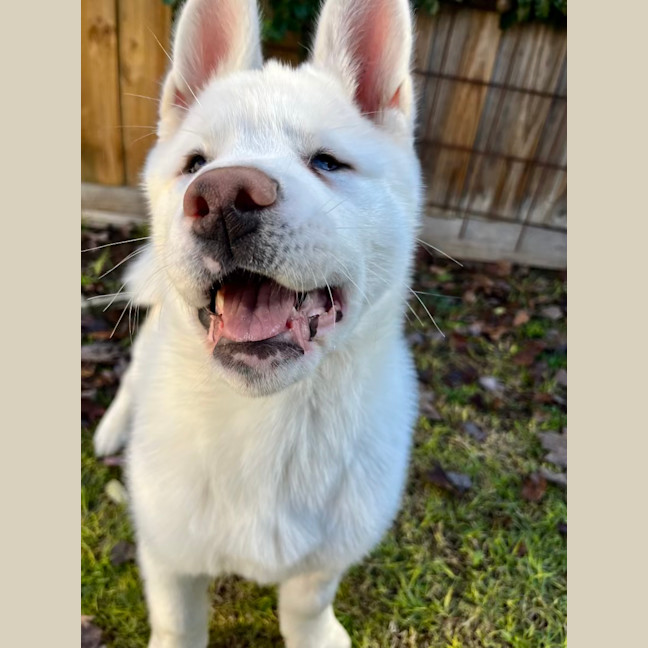 Photo of Pierogi