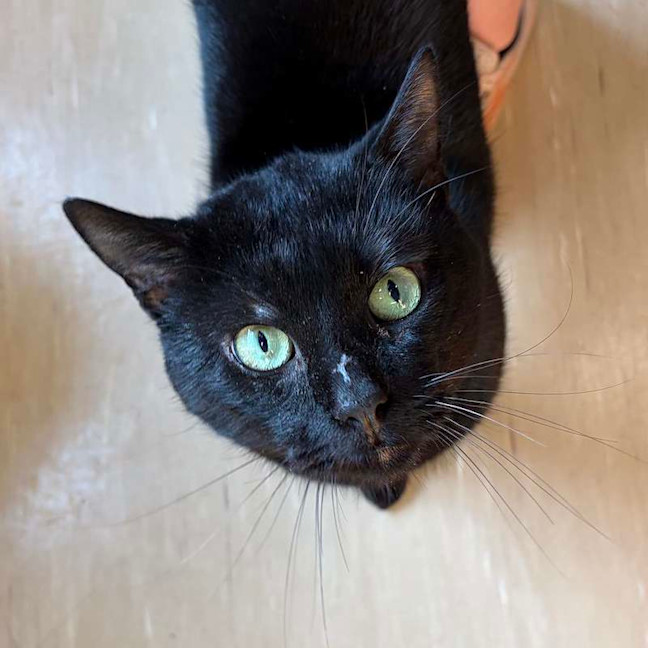 Photo of Mouse