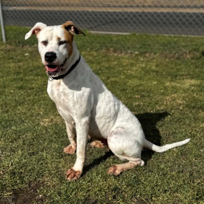 Photo of Holly (68362)