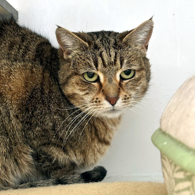 Photo of Sahara Sua014406